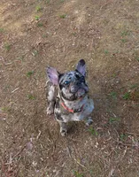 Fenixx, a female French Bulldog for sale in Bahama, NC – 5 of 6