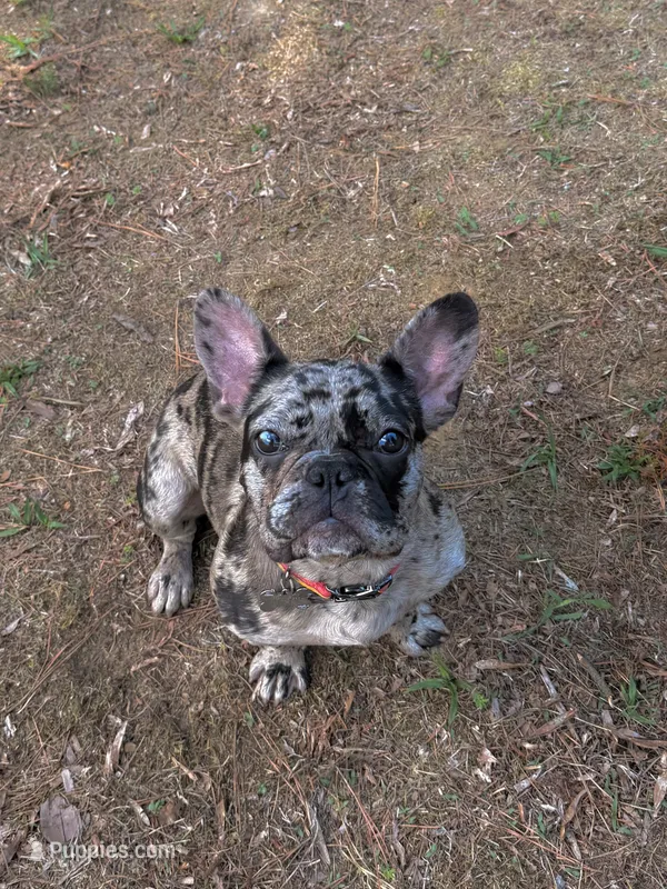 Fenixx – French Bulldog puppy for sale in Bahama, NC