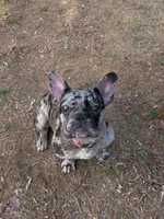 Fenixx, a female French Bulldog for sale in Bahama, NC – 1 of 6