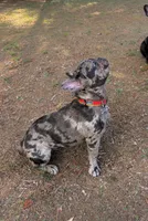 Fenixx, a female French Bulldog for sale in Bahama, NC – 6 of 6