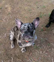 Fenixx, a female French Bulldog for sale in Bahama, NC – 4 of 6