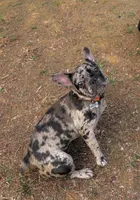 Fenixx, a female French Bulldog for sale in Bahama, NC – 3 of 6