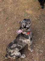 Fenixx, a female French Bulldog for sale in Bahama, NC – 2 of 6