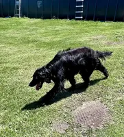 Duke, a male Gordon Setter and Irish Setter for sale in Litchfield, MI – Photo 1 of 7