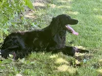 Duke, a male Gordon Setter and Irish Setter for sale in Litchfield, MI – Photo 7 of 7