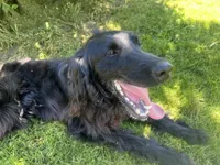 Duke, a male Gordon Setter and Irish Setter for sale in Litchfield, MI – Photo 6 of 7