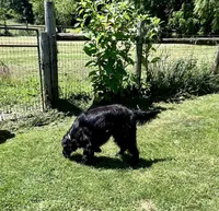 Duke, a male Gordon Setter and Irish Setter for sale in Litchfield, MI – Photo 5 of 7