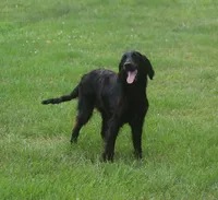 Duke, a male Gordon Setter and Irish Setter for sale in Litchfield, MI – Photo 2 of 7