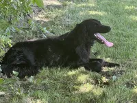Duke, a male Gordon Setter and Irish Setter for sale in Litchfield, MI – Photo 4 of 7