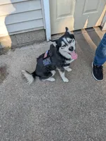 BOOGIE T, a male Pomsky for sale in Muskegon, MI – 3 of 5