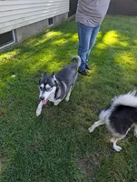 Denali, a female Pomsky for sale in Muskegon, MI – 4 of 8