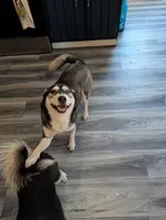 Denali, a female Pomsky for sale in Muskegon, MI – 3 of 8