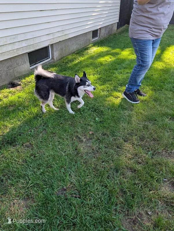 BOOGIE T – Pomsky puppy for sale in Muskegon, MI