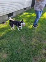 BOOGIE T, a male Pomsky for sale in Muskegon, MI – 1 of 5