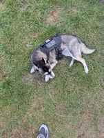 Denali, a female Pomsky for sale in Muskegon, MI – 1 of 8