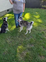 Denali, a female Pomsky for sale in Muskegon, MI – 6 of 8