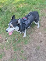 BOOGIE T, a male Pomsky for sale in Muskegon, MI – 5 of 5