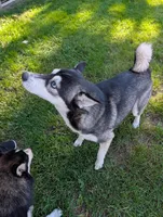 Denali, a female Pomsky for sale in Muskegon, MI – 5 of 8