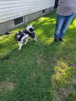 BOOGIE T, a male Pomsky for sale in Muskegon, MI – 2 of 5