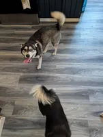 Denali, a female Pomsky for sale in Muskegon, MI – 2 of 8