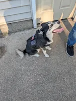 BOOGIE T, a male Pomsky for sale in Muskegon, MI – 4 of 5