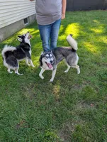 Denali, a female Pomsky for sale in Muskegon, MI – 7 of 8