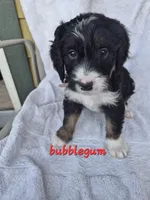 Bubblegum , a female Bernedoodle for sale in Redmond, OR – 1 of 1