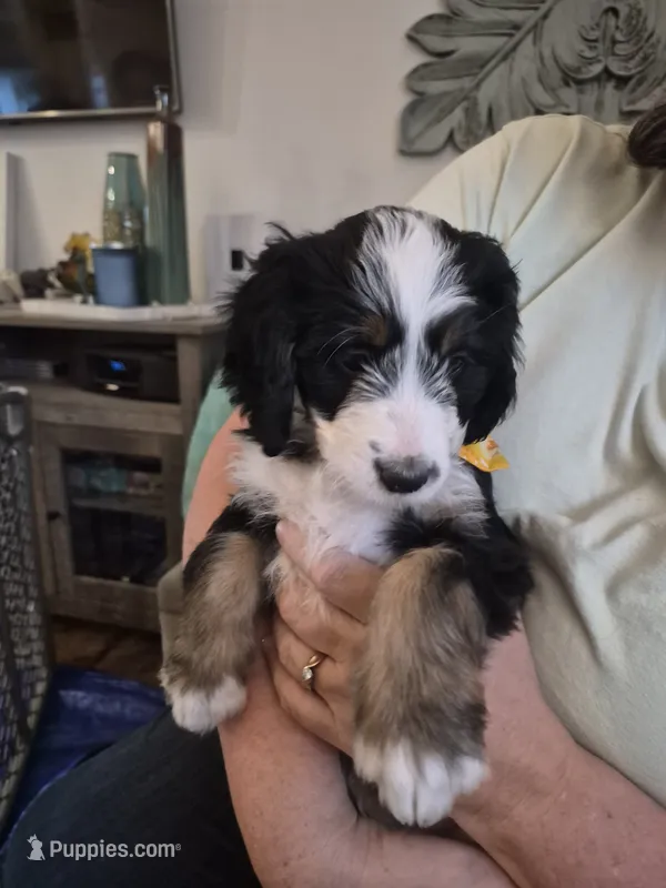 Orange – Bernedoodle puppy for sale in Redmond, OR