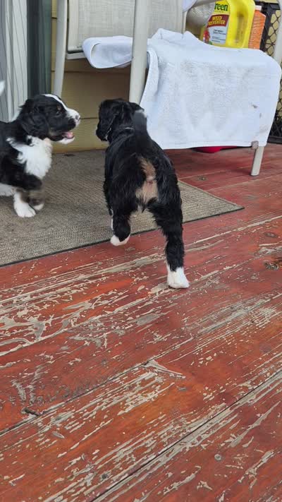 Heath, a male Bernedoodle for sale in Redmond, OR – 2 of 2