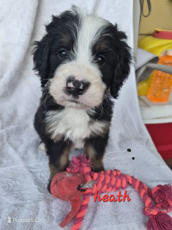 Heath – Bernedoodle puppy for sale in Redmond, OR