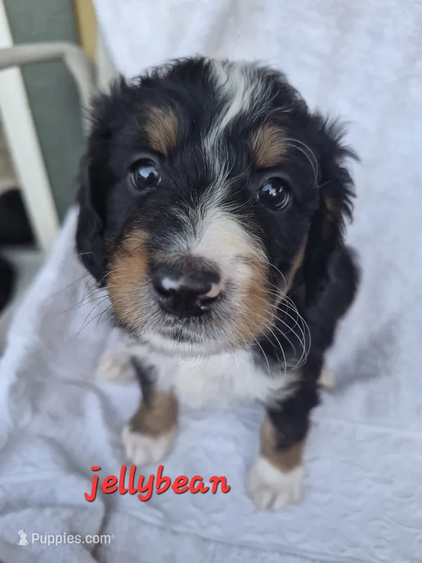 Jellybean  – Bernedoodle puppy for sale in Redmond, OR