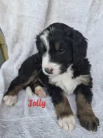 Jolly , a male Bernedoodle for sale in Redmond, OR – 1 of 1