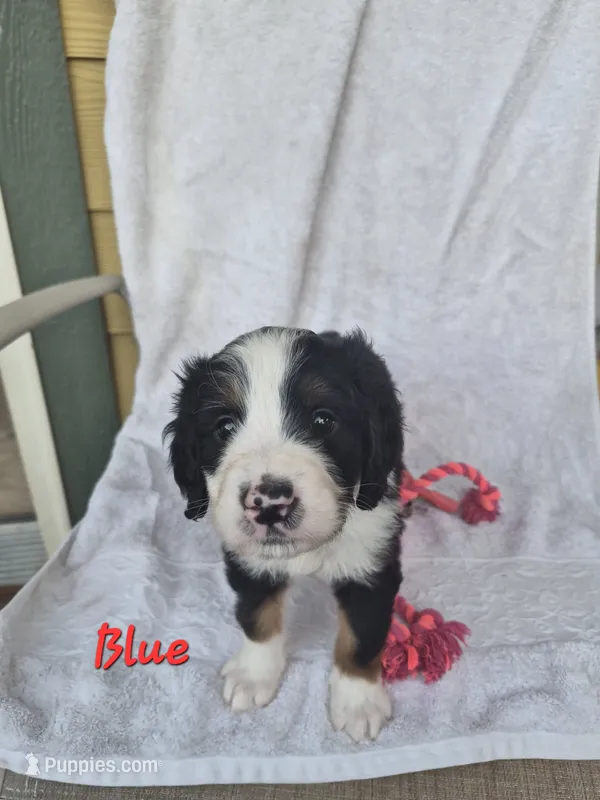 Blue – Bernedoodle puppy for sale in Redmond, OR