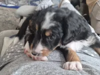 Jellybean , a female Bernedoodle for sale in Redmond, OR – 2 of 2