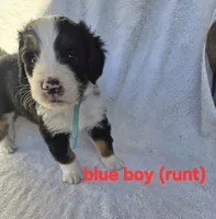 Blue, a male Bernedoodle for sale in Redmond, OR – 2 of 2