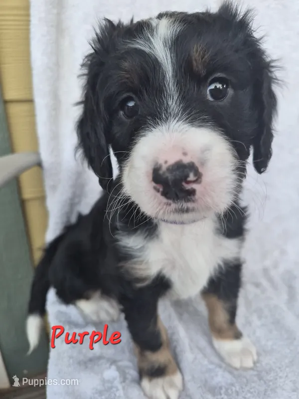 Orange – Bernedoodle puppy for sale in Redmond, OR