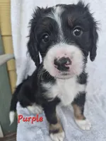 Orange, a female Bernedoodle for sale in Redmond, OR – 1 of 7