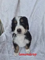 Orange, a female Bernedoodle for sale in Redmond, OR – 5 of 7