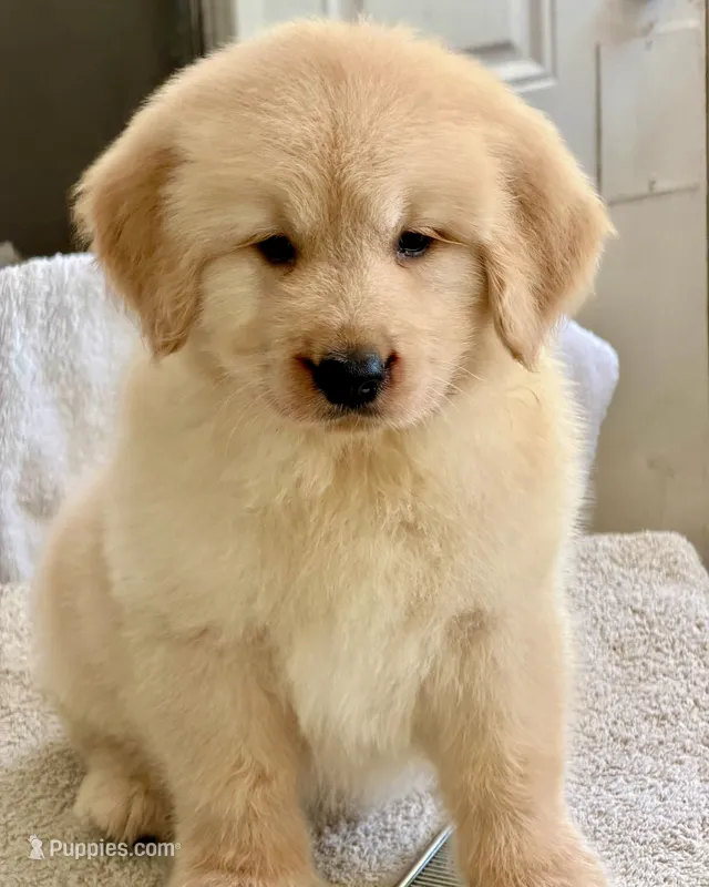 Nala – Golden Retriever puppy for sale in Miami, FL