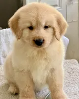 Nala, a female Golden Retriever for sale in Miami, FL – 1 of 4