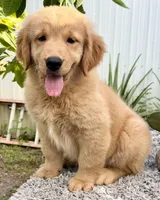 Luna, a female Golden Retriever for sale in Miami, FL – 3 of 5