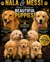 Nala, a female Golden Retriever for sale in Miami, FL – 4 of 4