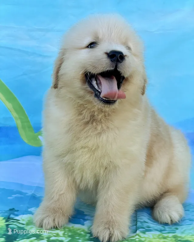 Leo – Golden Retriever puppy for sale in Miami, FL