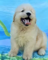 Leo, a male Golden Retriever for sale in Miami, FL – 1 of 4