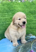 Cooper, a male Golden Retriever for sale in Miami, FL – 5 of 5