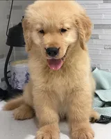 ETHAN, a male Golden Retriever for sale in Miami, FL – 3 of 3