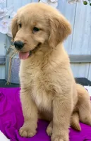 Lacy, a female Golden Retriever for sale in Miami, FL – 5 of 5