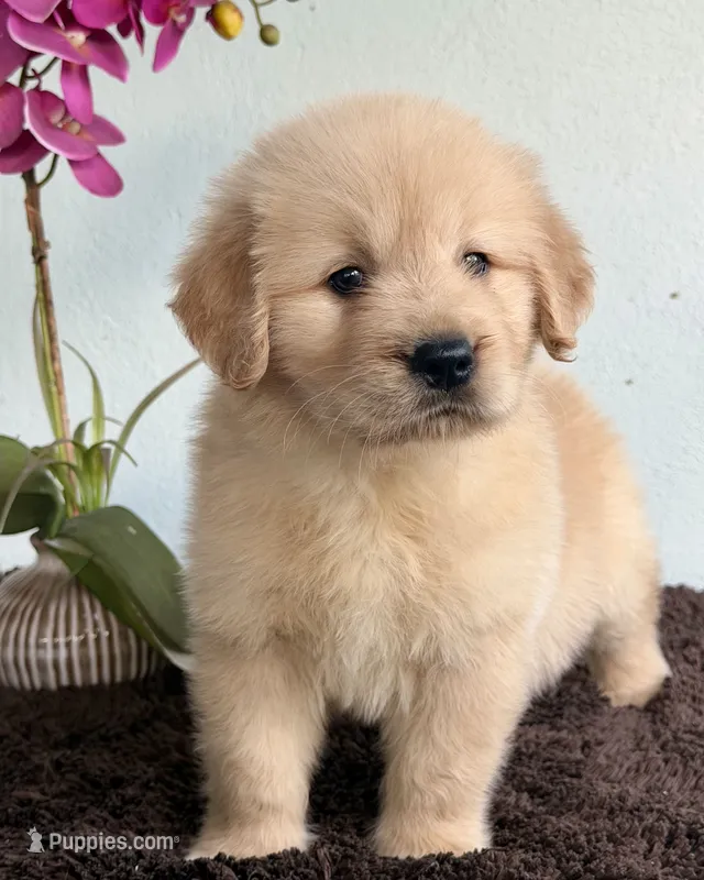 Linda – Golden Retriever puppy for sale in Miami, FL