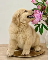 BELLA, a female Golden Retriever for sale in Miami, FL – 4 of 4
