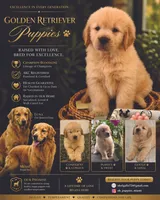 Simba, a male Golden Retriever for sale in Miami, FL – 6 of 6